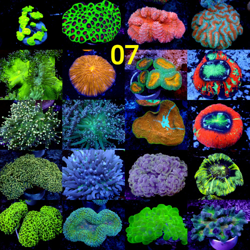 Manado Corals
