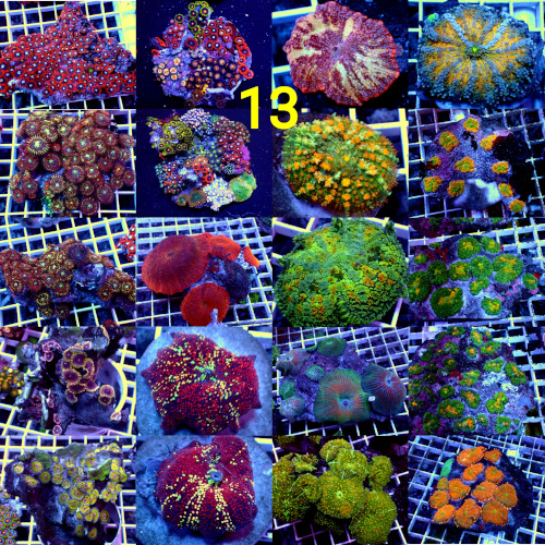 Manado Corals