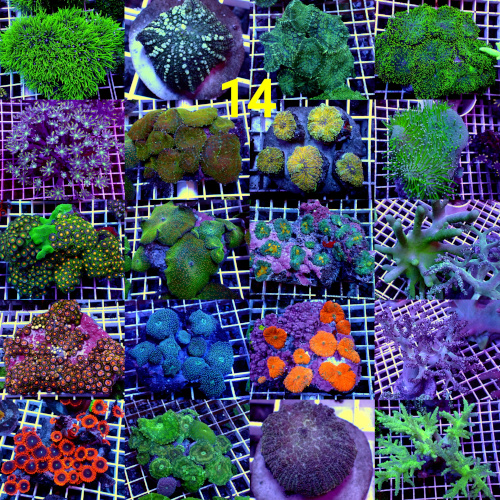 Manado Corals