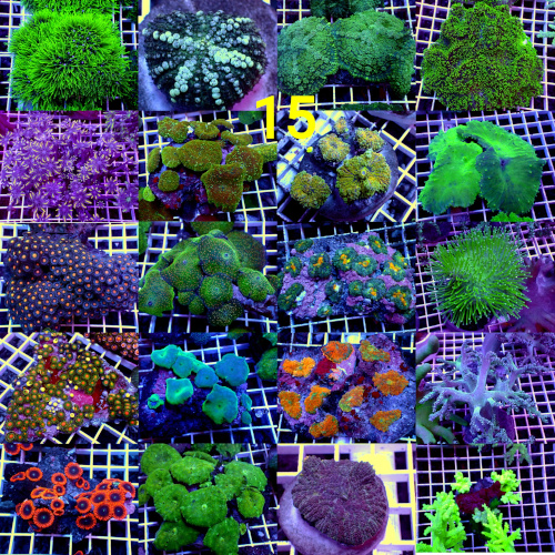 Manado Corals