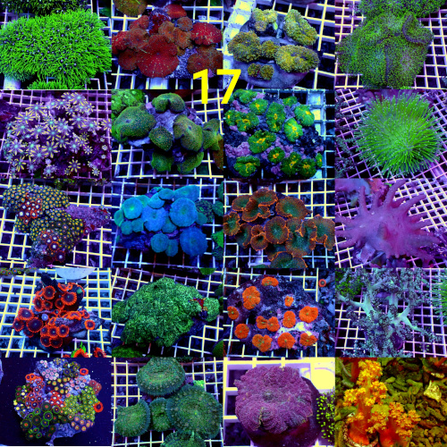 Manado Corals