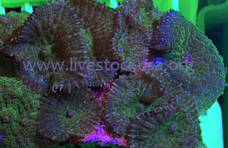 Vietnam Mushrooms