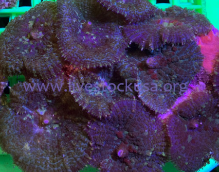 Vietnam Mushrooms