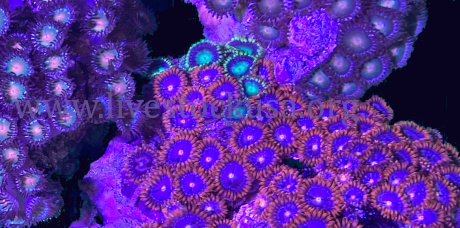 Vietnam Zoanthids