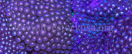 Vietnam Zoanthids