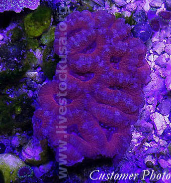 Acanthastrea