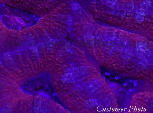 Acanthastrea