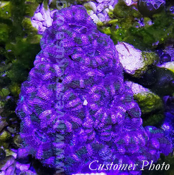 Acanthastrea