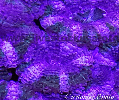 Acanthastrea