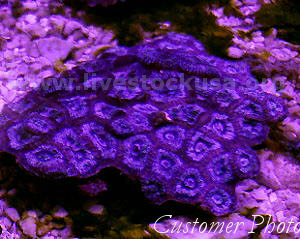 Acanthastrea