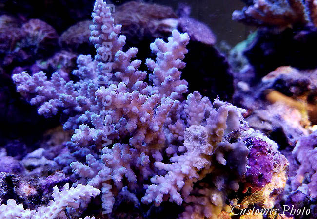 Australia Acropora