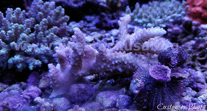 Australian Acropora