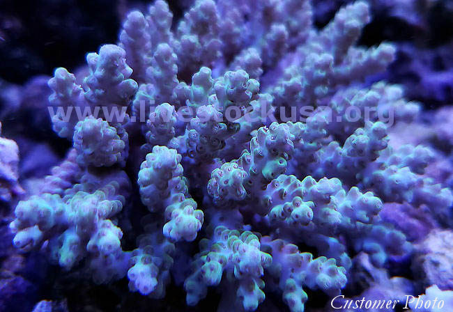 Australian Acropora