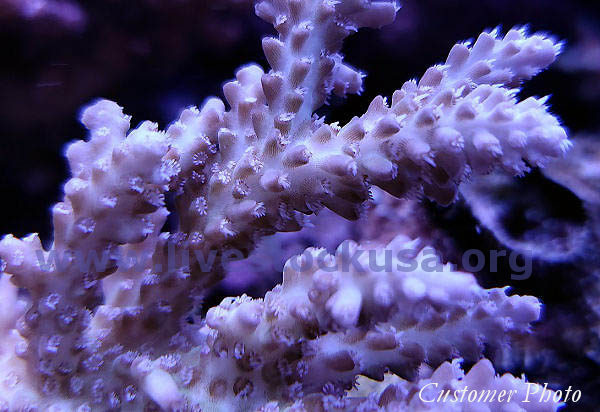 Australian Acropora