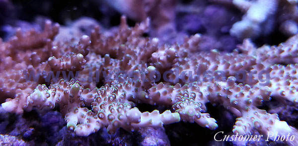 Australian Acropora