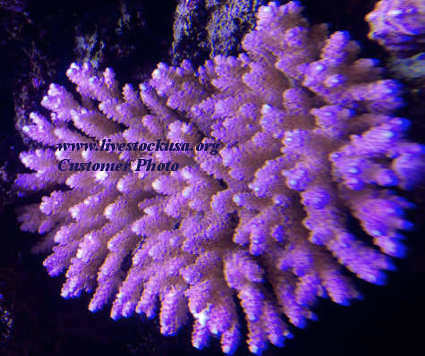 Fiji Acropora