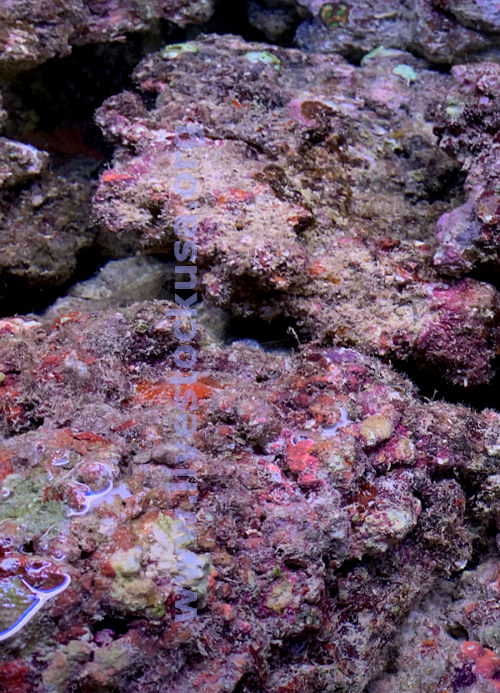 Real Reef Live Rock - Pacific East Aquaculture