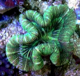 Trachyphyllia