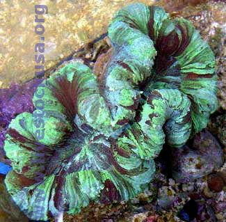 Trachyphyllia