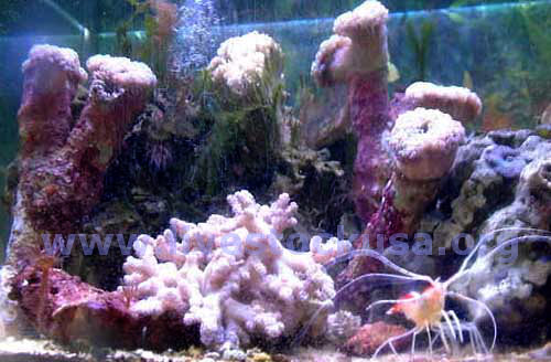 Hammer Corals
