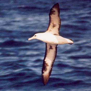 Laysan Albatross