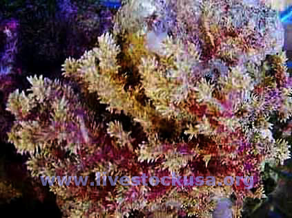 Lemnalia Coral