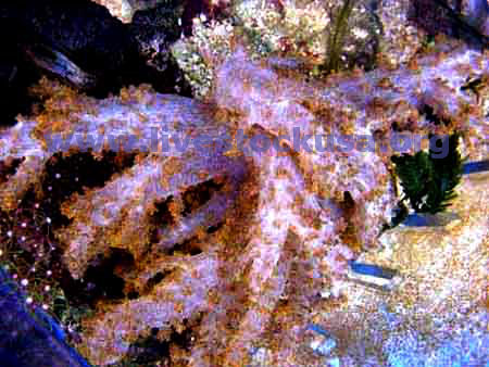 Lemnalia Coral