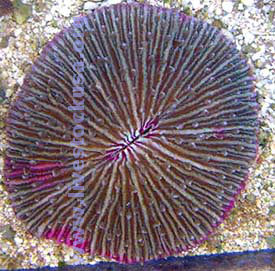 Pink Plate Coral