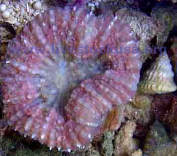 Red Lobophyllia