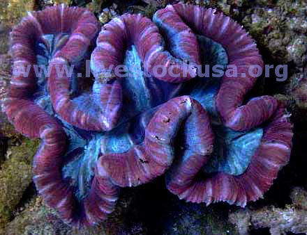 Trachyphyllia