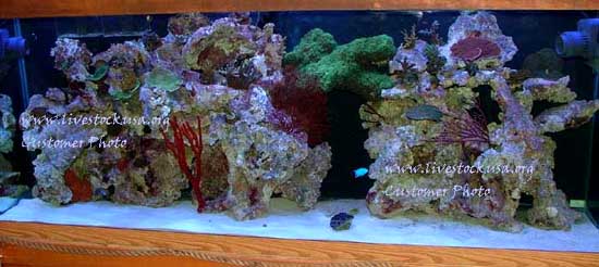 Real Reef Live Rock - Pacific East Aquaculture