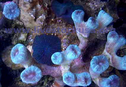 Caulastrea Coral