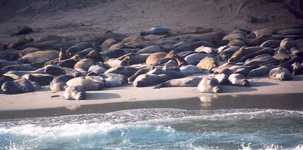 Elephant Seals