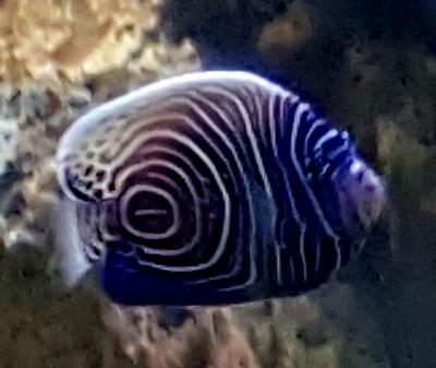 Sri Lanka Fish