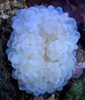 White Bubble Coral