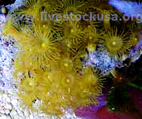 Yellow Polyps