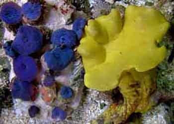 Yellow Leather-Blue Mushrooms